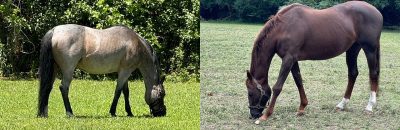 Collage of two horses in fields.